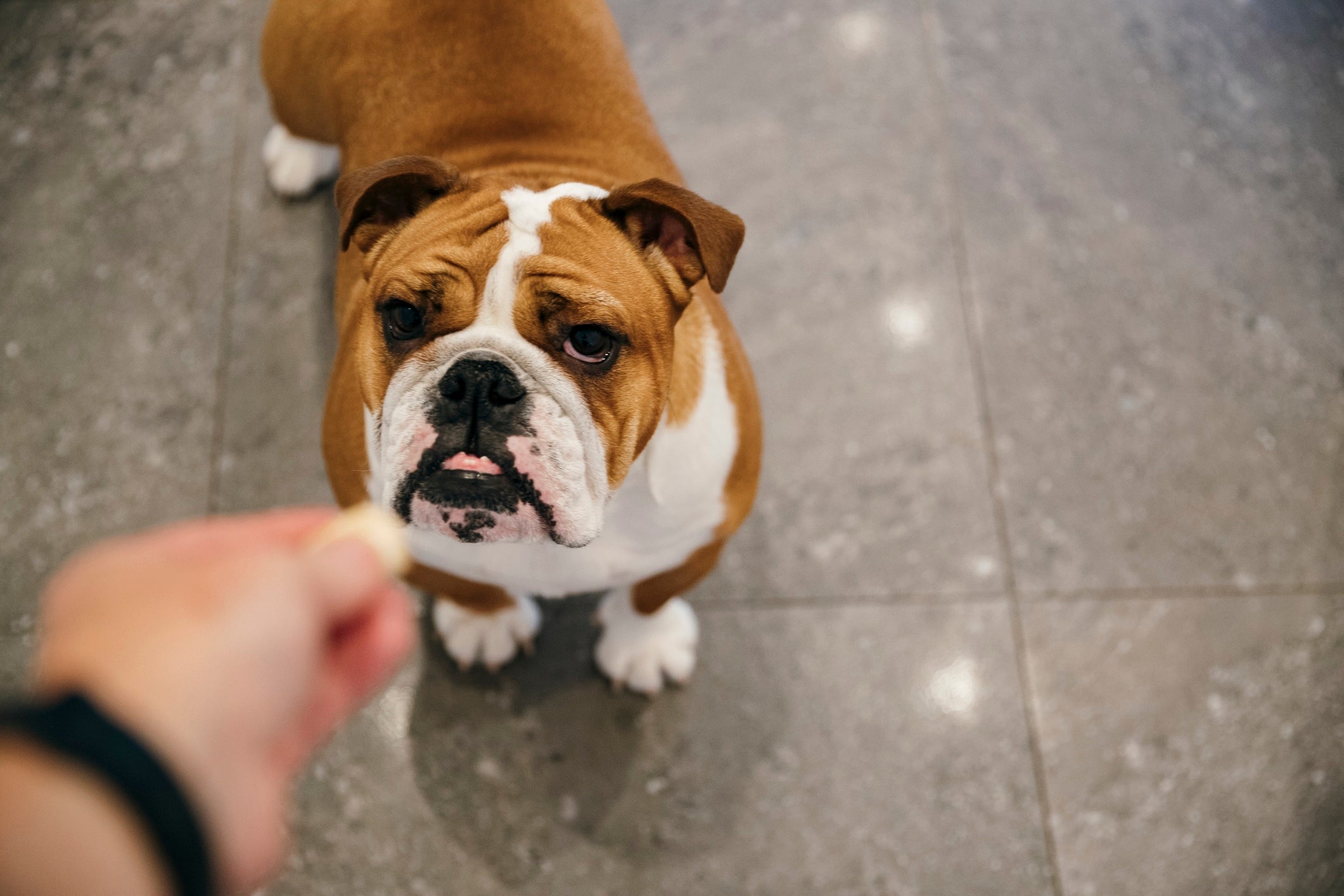 3 Easy to Make Dog Treats