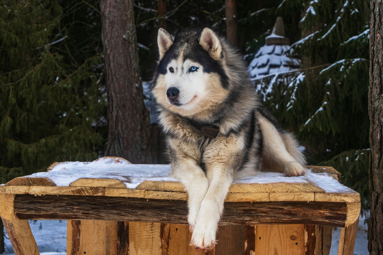 Are Alaskan Malamutes Good Pet Dogs?