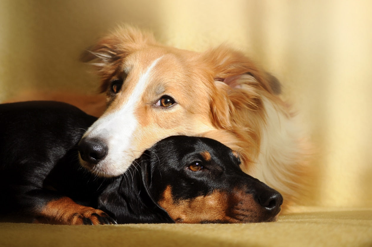 Having Multiple Dogs Vs Single Dog