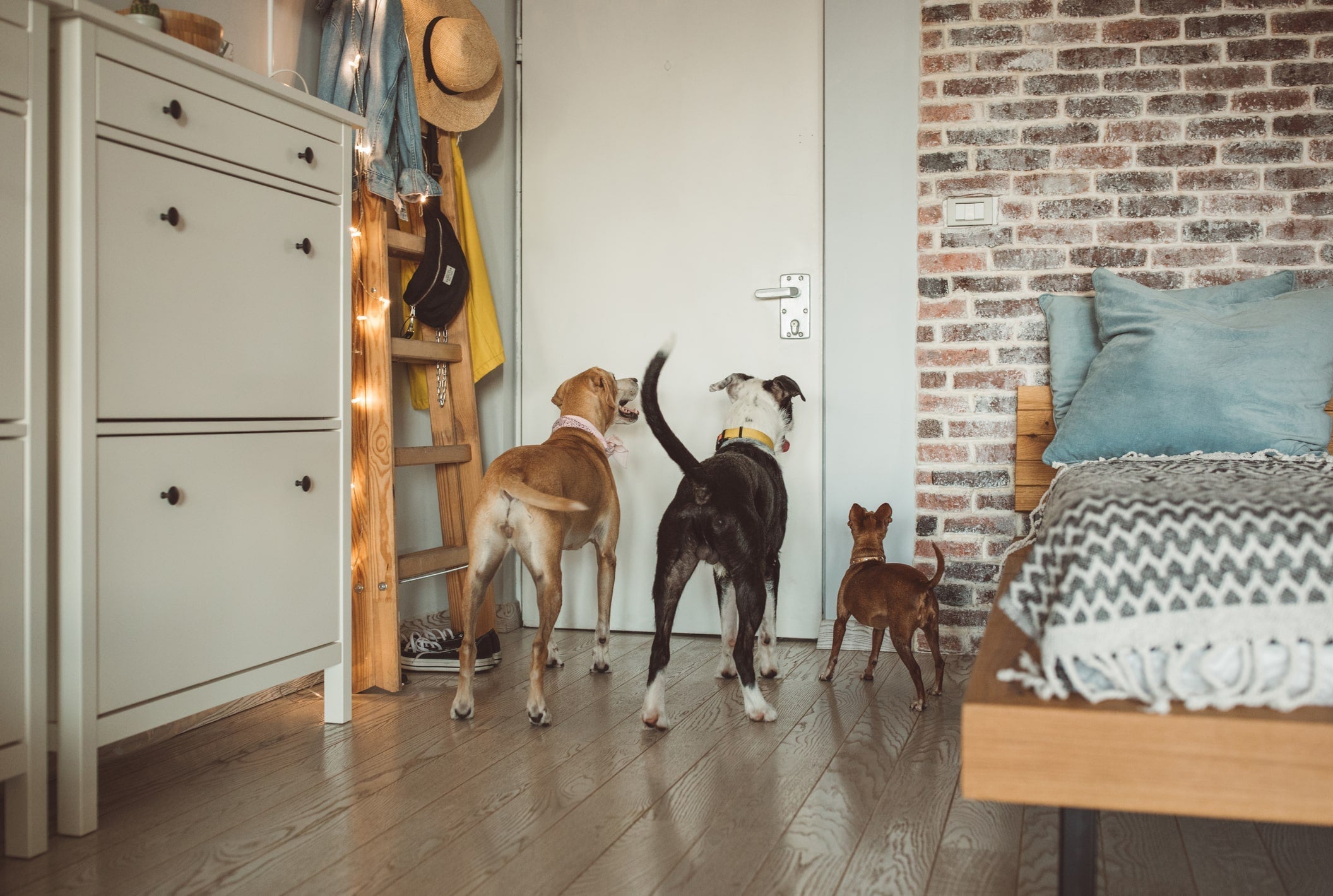 How to Keep Your Home Organized with Multiple Pets