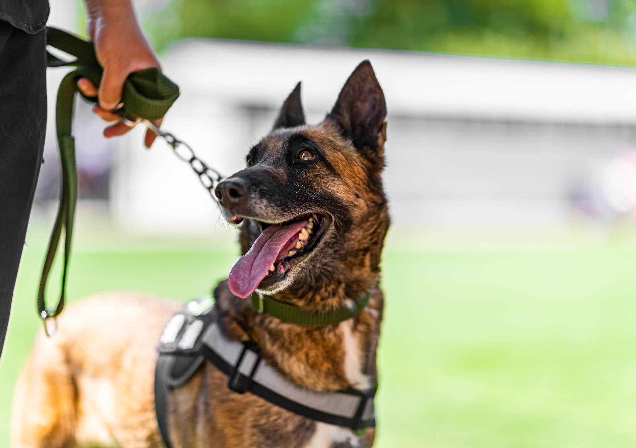 NYPD Dogs and Their Role in Securing the 2024 Paris Olympics
