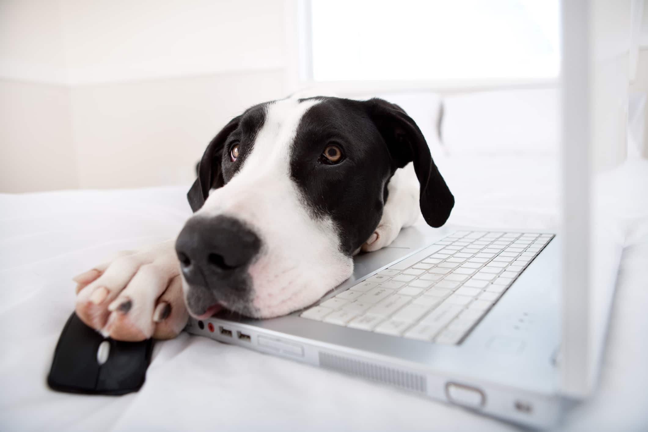 Best New Tech for Dog Owners 2021
