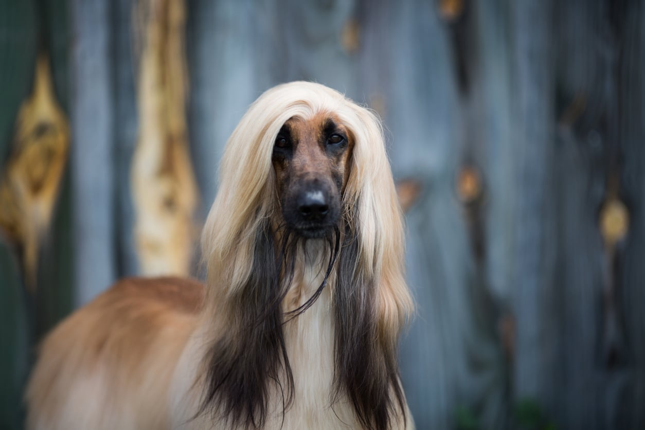 7 Oldest Dog Breeds of the World