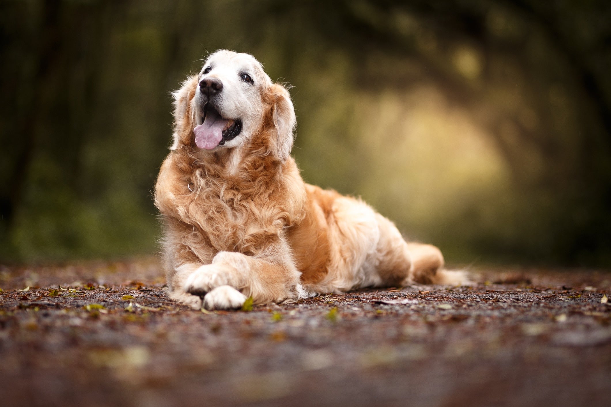 'Augie' Breaks Record as World's Oldest Golden Retriever at Age 20 in Year 2020