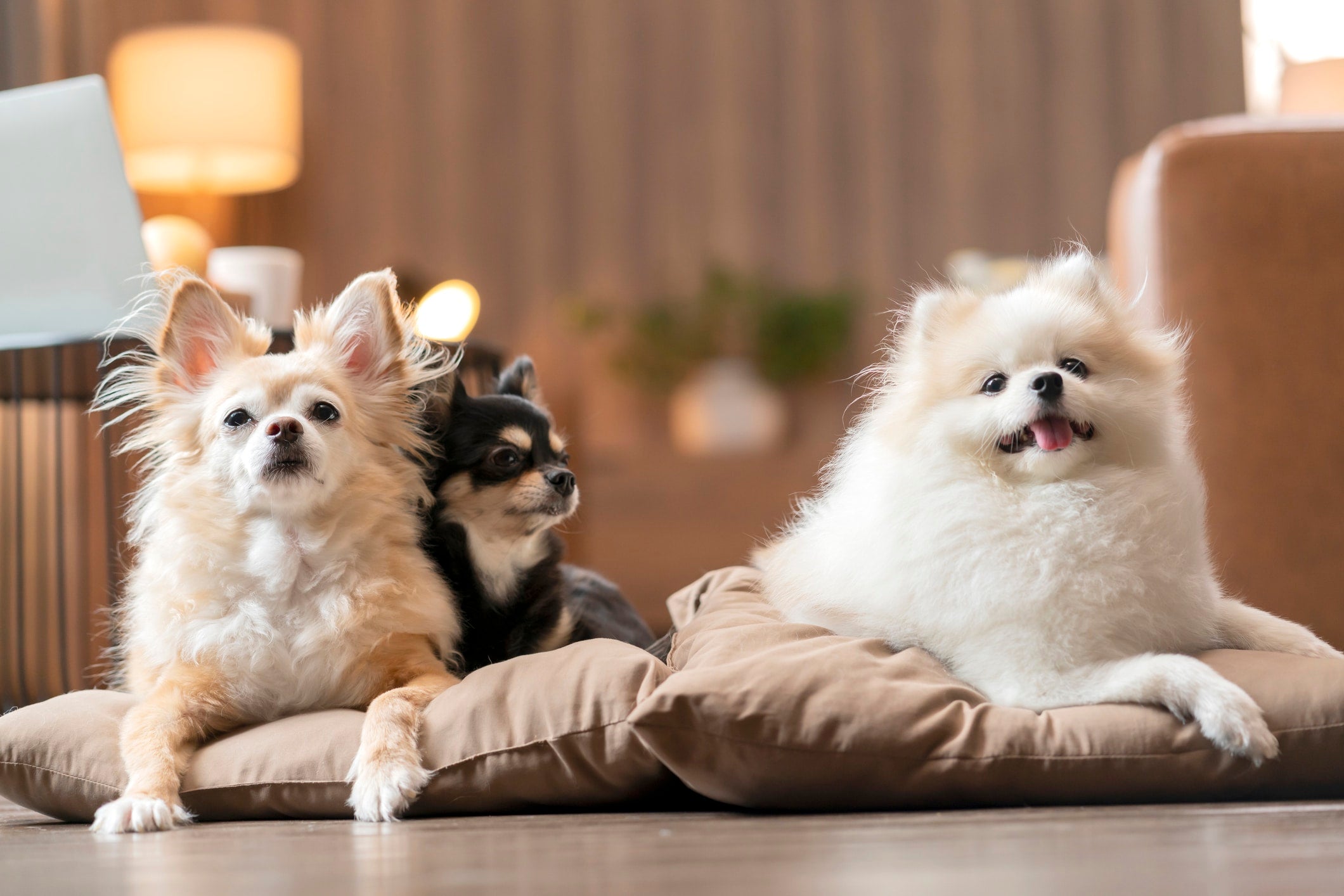 Benefits of Owning Multiple Pets
