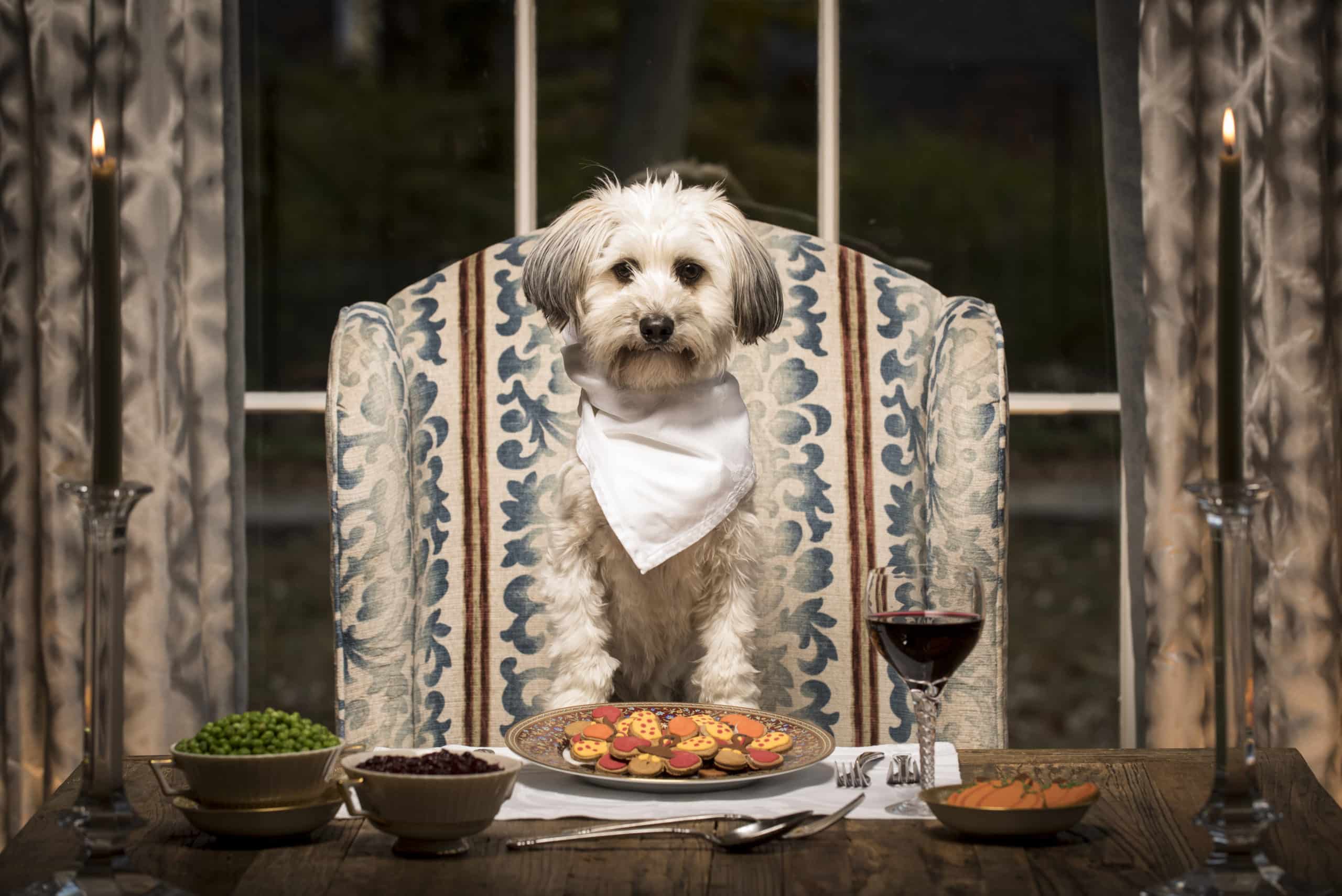 How to Make a Pet-Friendly Thanksgiving Dinner