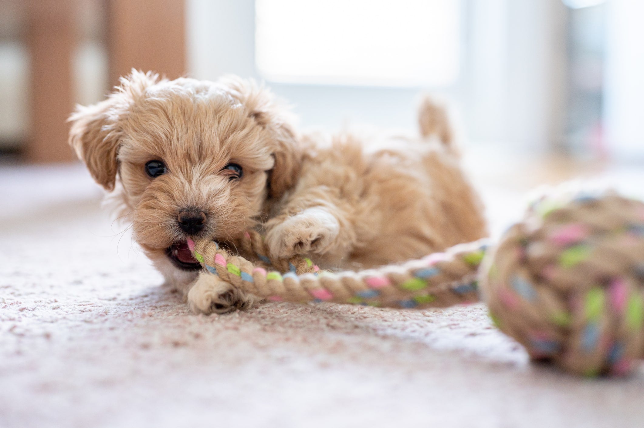 Pet Trends That Are Worth All the Hype