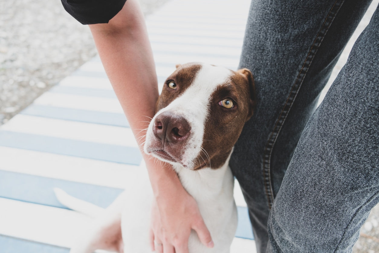 Places To Go With Your Pooch