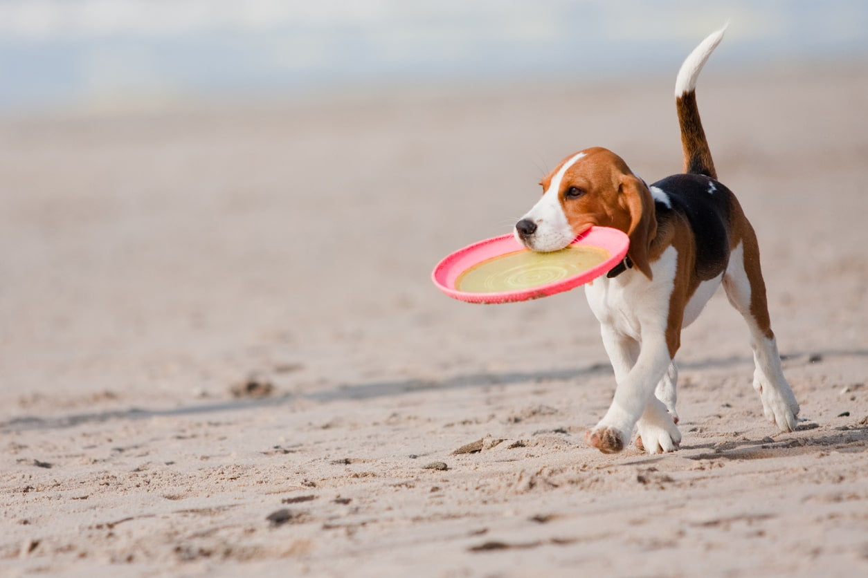 Fun Games to Play with Your Dog this Summer