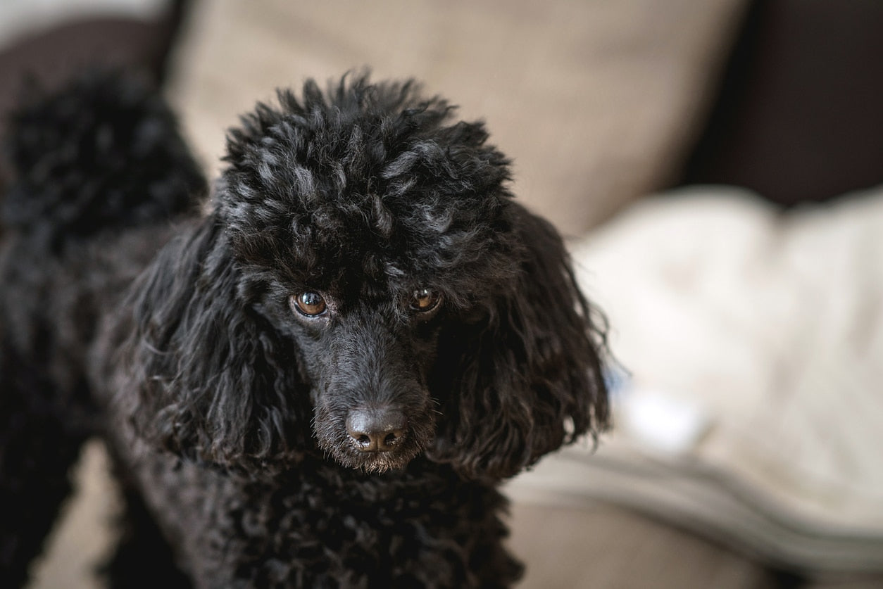 All about the Fluffy Dog Breed of Poodles