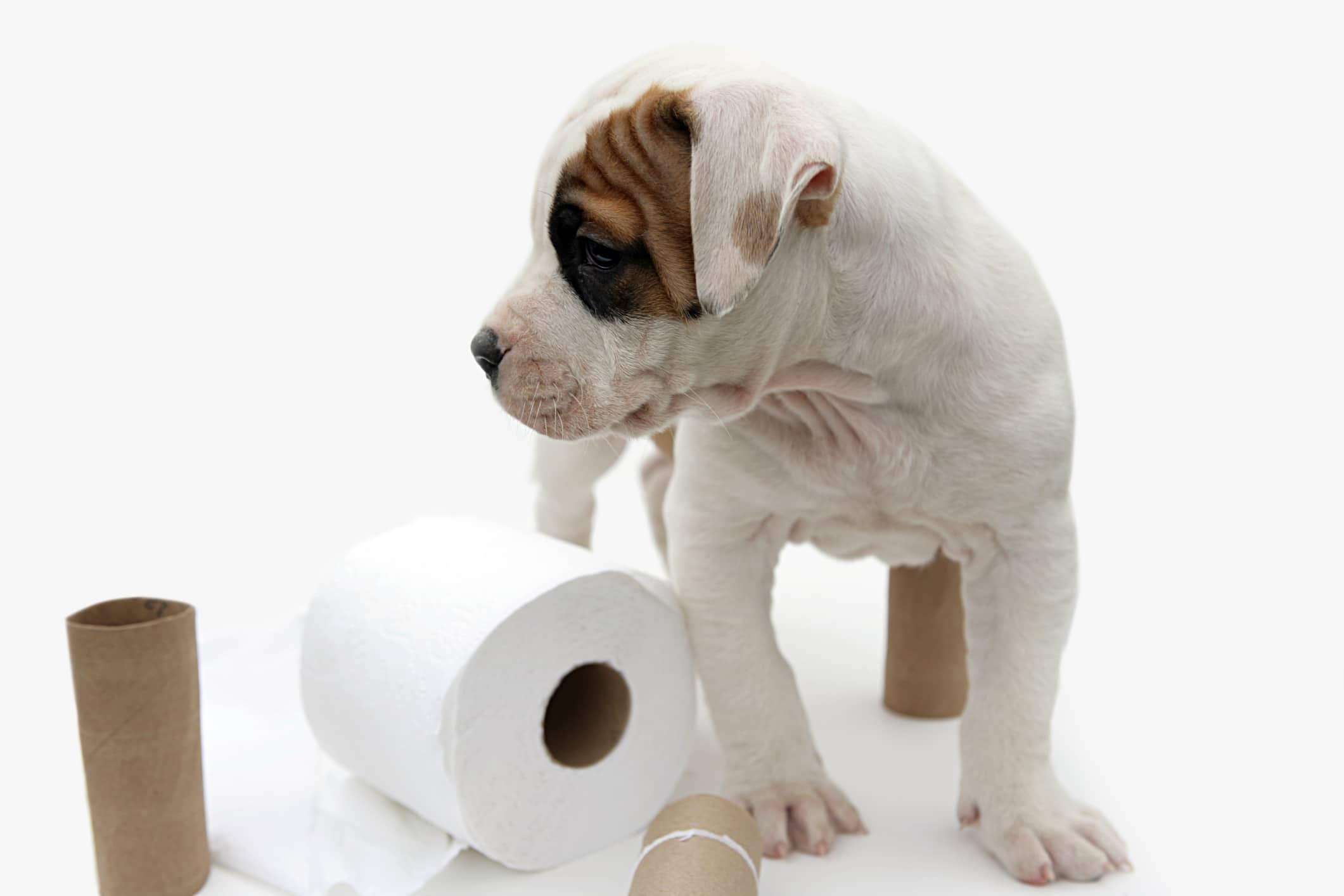 How to Potty-Train Your New Pup