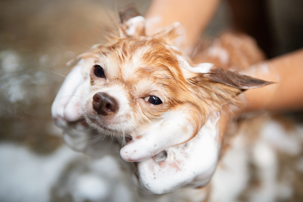Dog Grooming: DIY or Hire a Professional?