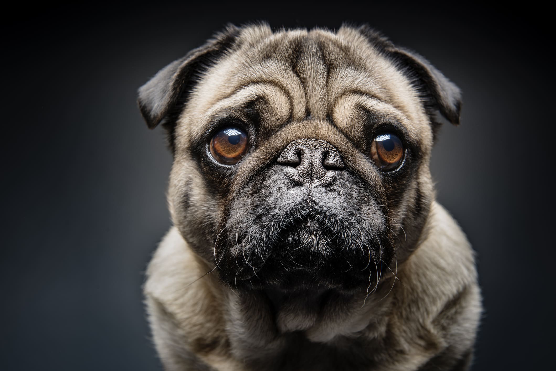 Pugs and Bulldogs: What You Need to Watch Out for With Stubby Muzzle Breeds