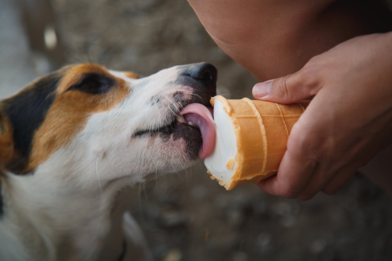 Things You Do that Put Your Pup in Danger