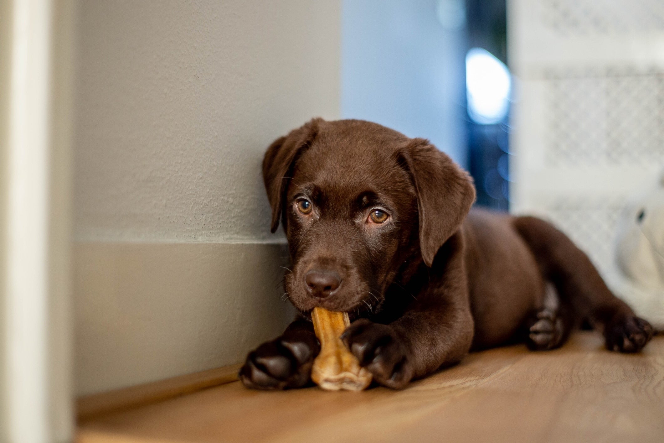 Updated Puppy Checklist: 9 Things You Need to Know Before You Bring Your Puppy Home