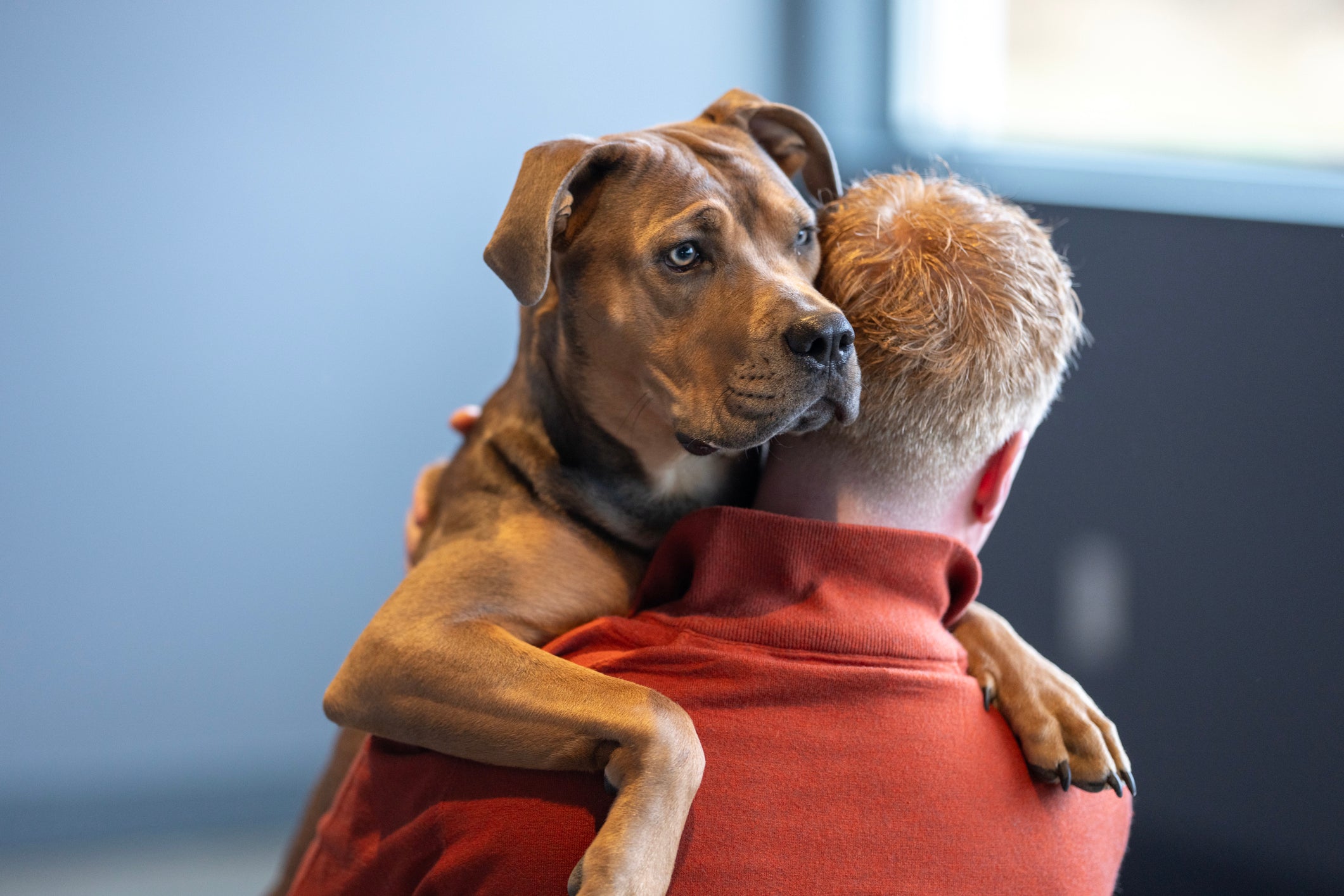 Dogs Love