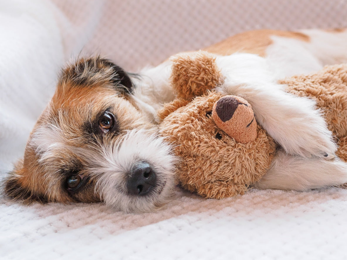 Understand your Puppy’s Behavior