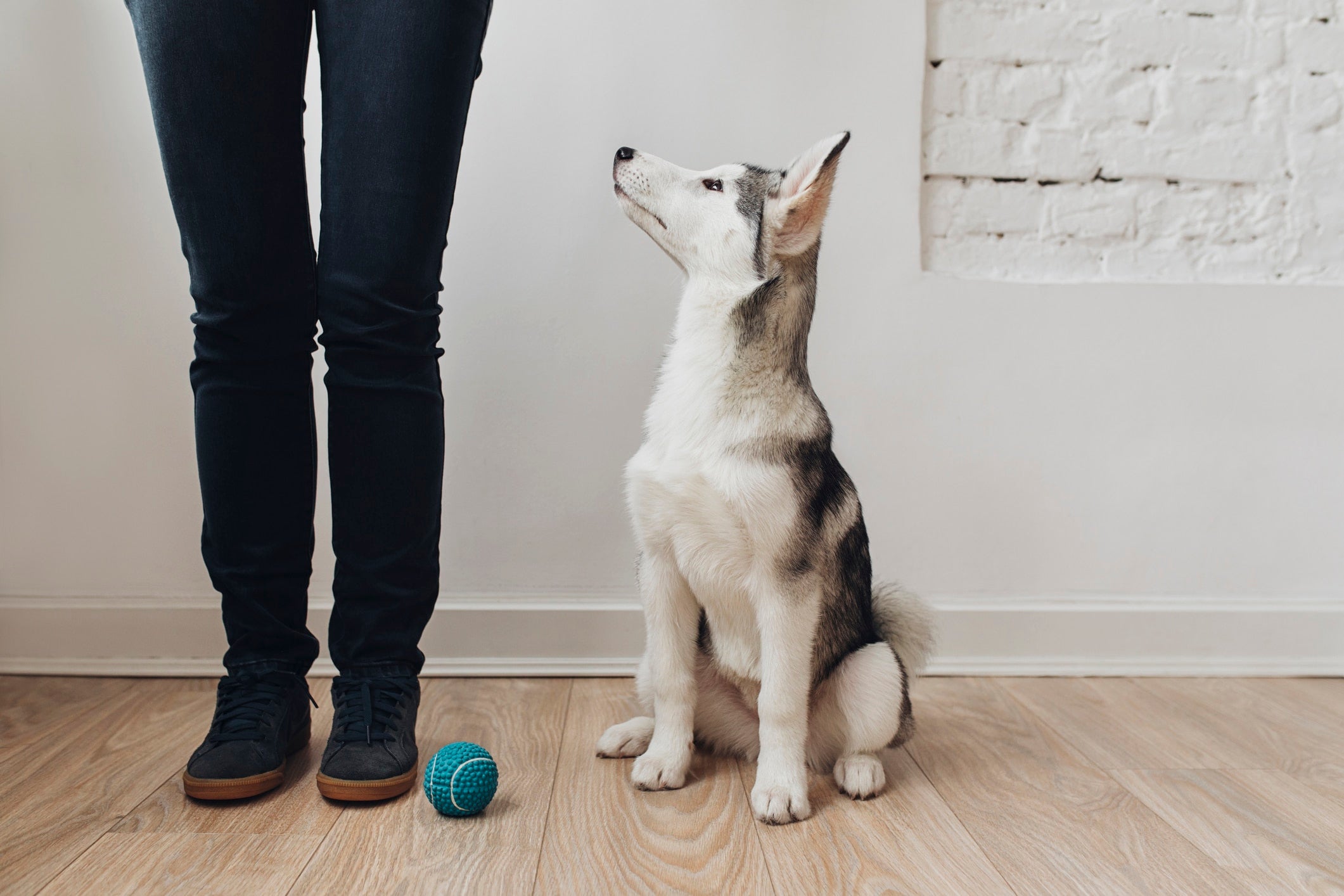 How To Raise A Puppy