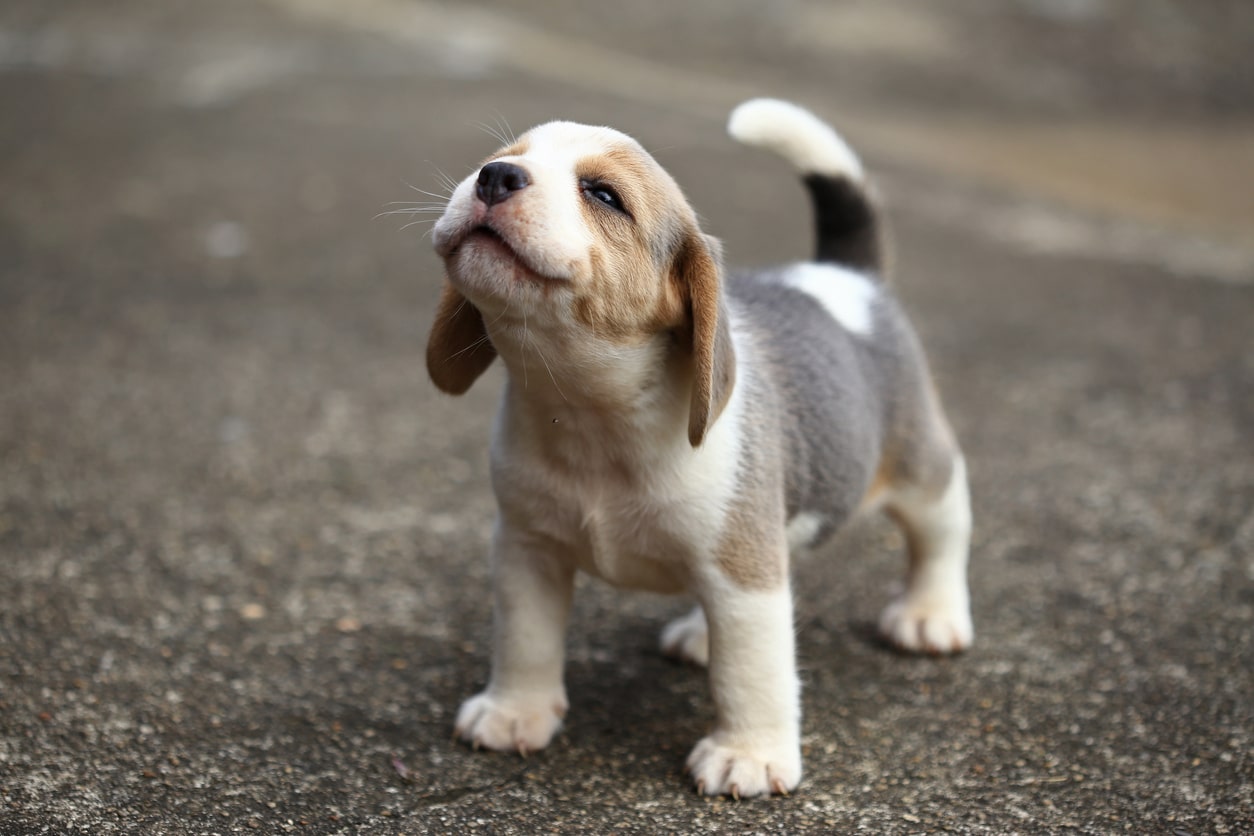 A First-Time Owner's Guide to Raising A Puppy