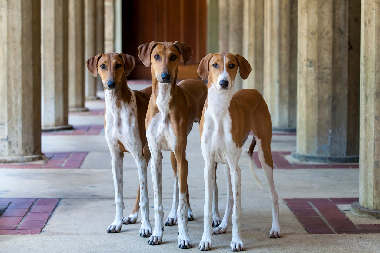 Rare Dog Breeds Around the World