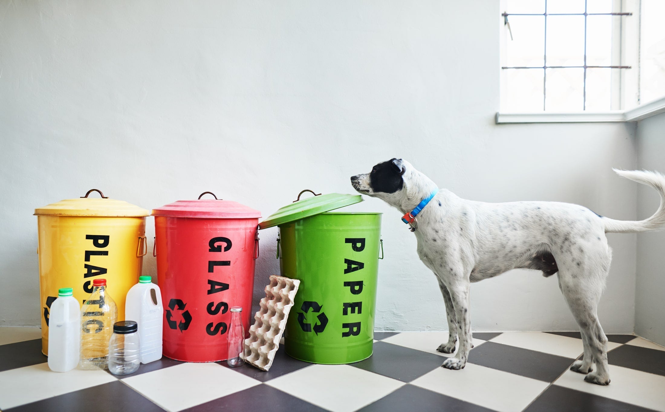 Recycling Pet Food Packaging Made Paw-Sible by New Initiative