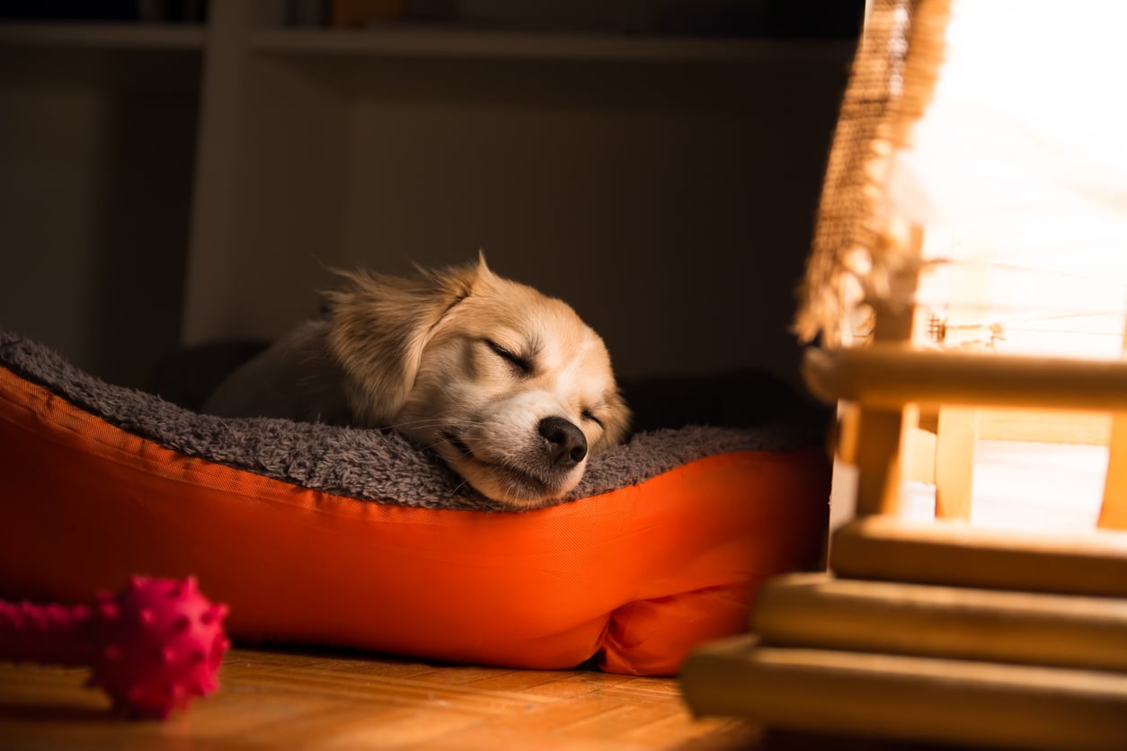How to Help a Rescue Dog Settle In To Their New Home