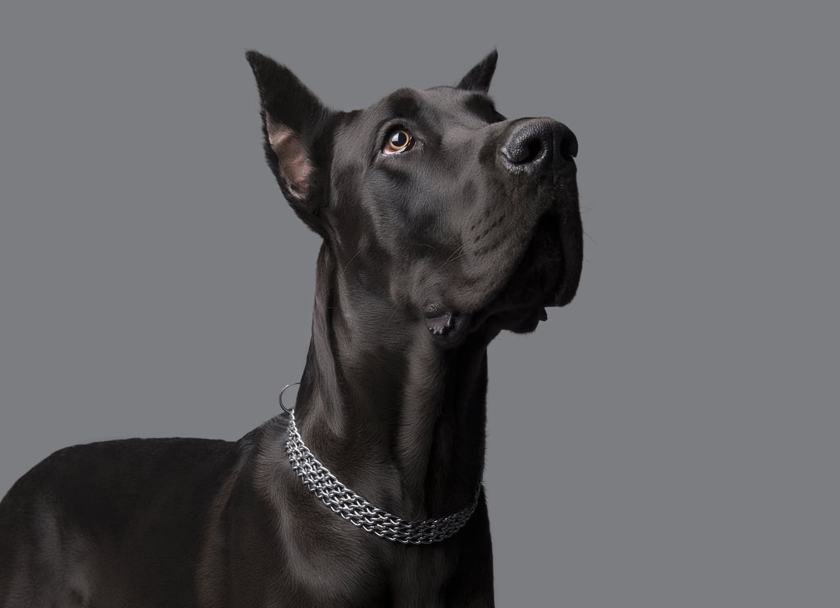 ZEUS: THE GREAT DANE