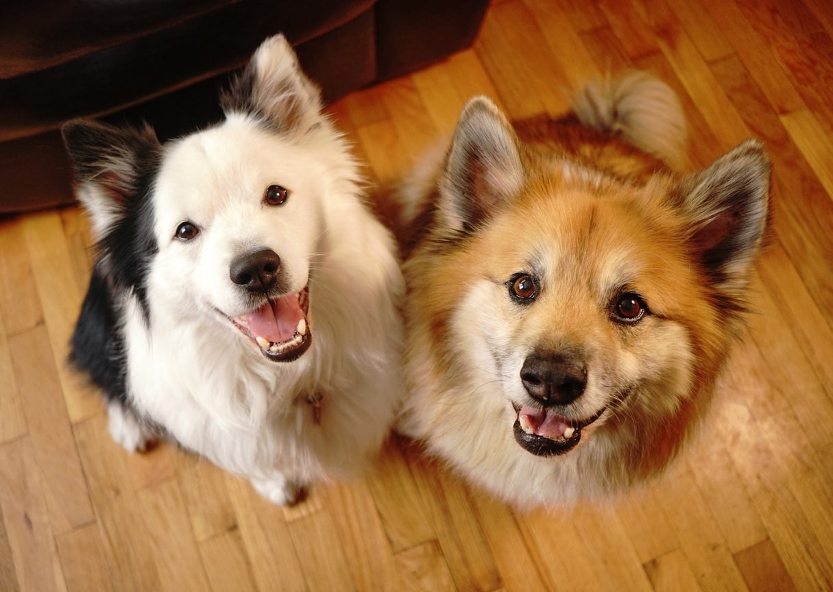 Everything You Need to Know About Adding a Second Dog to Your Family