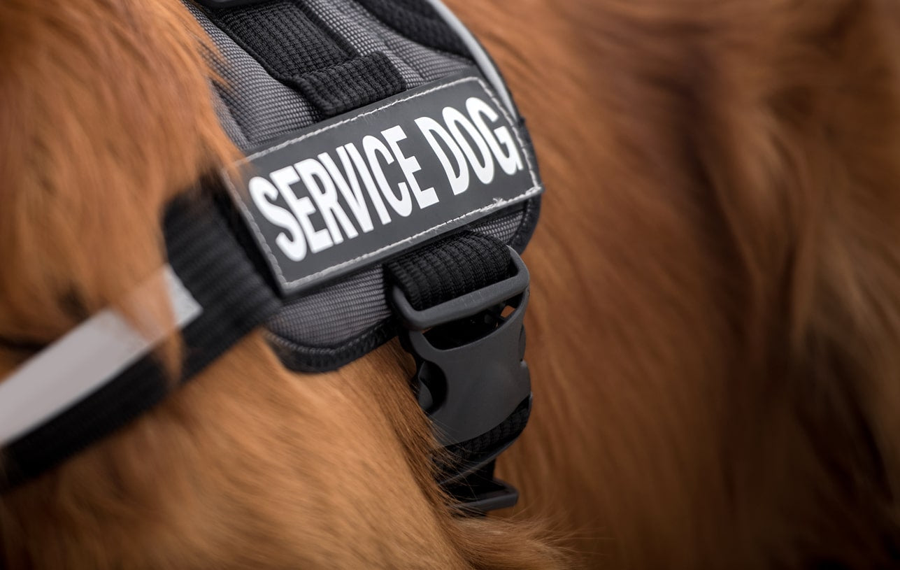 8 Types of Service Dogs We Can Count On