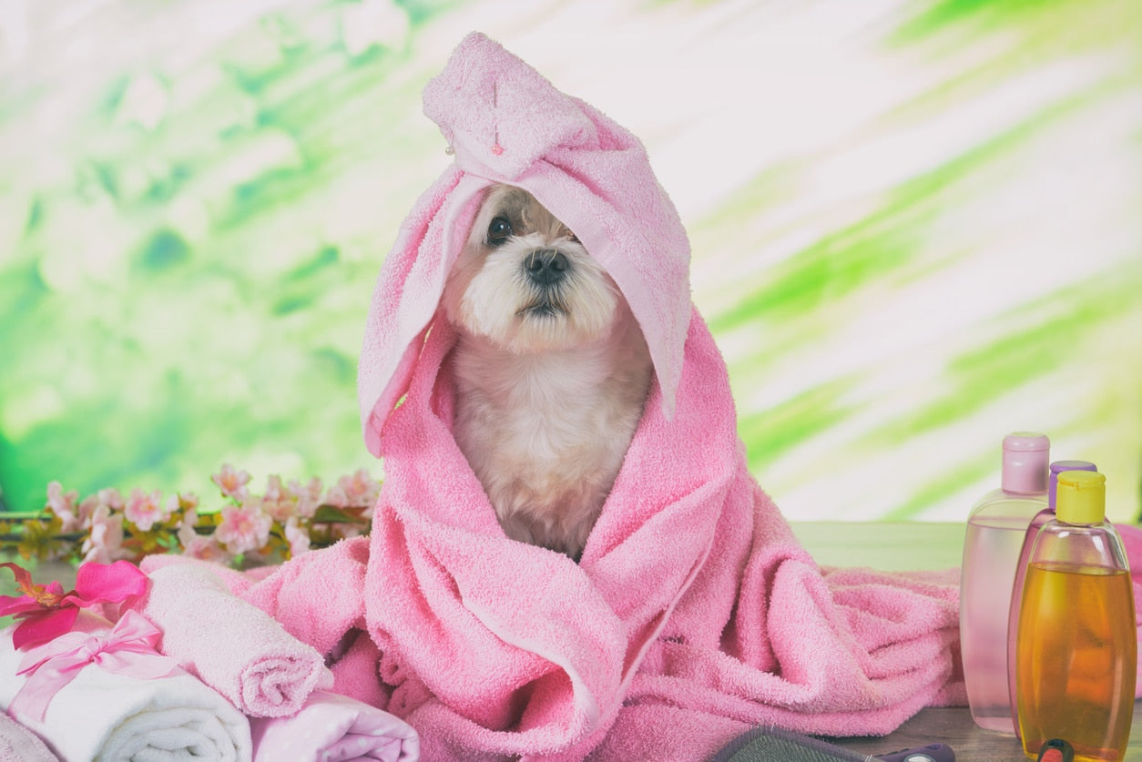 7 Dog Shampoo Ingredients to Avoid