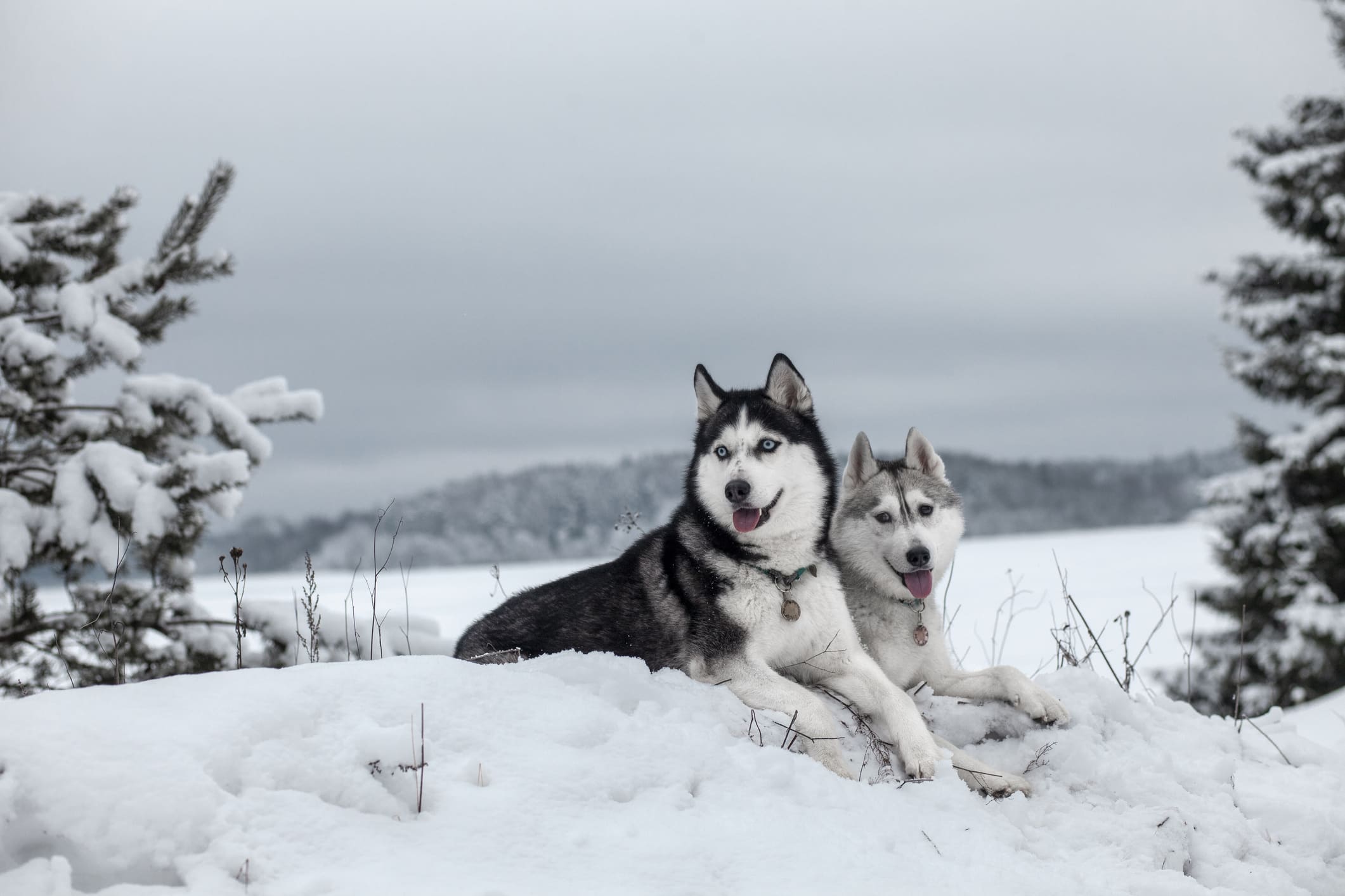 7 Myths About the Siberian Husky