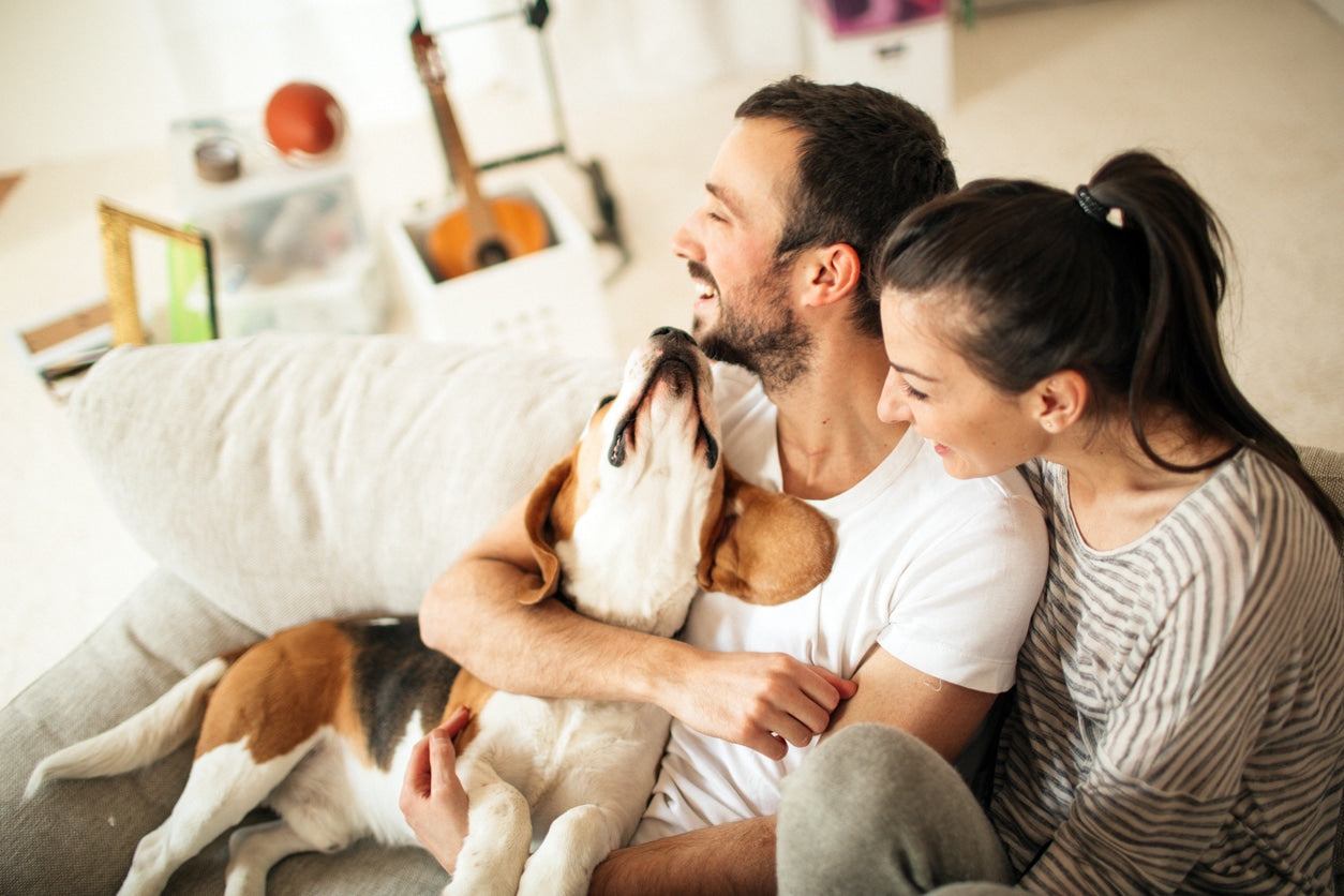 Why People Stay Happier With Dogs?