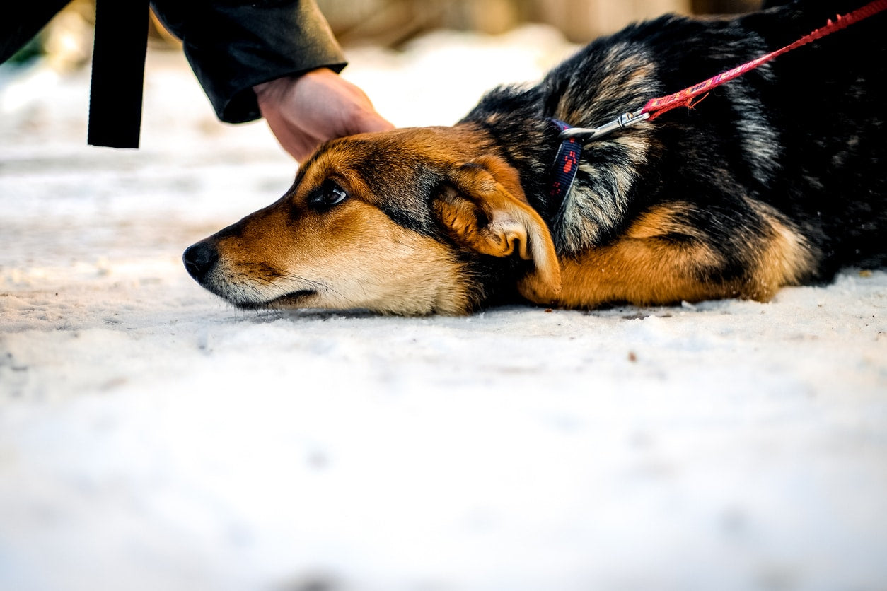 How to Adopt a Stray Dog