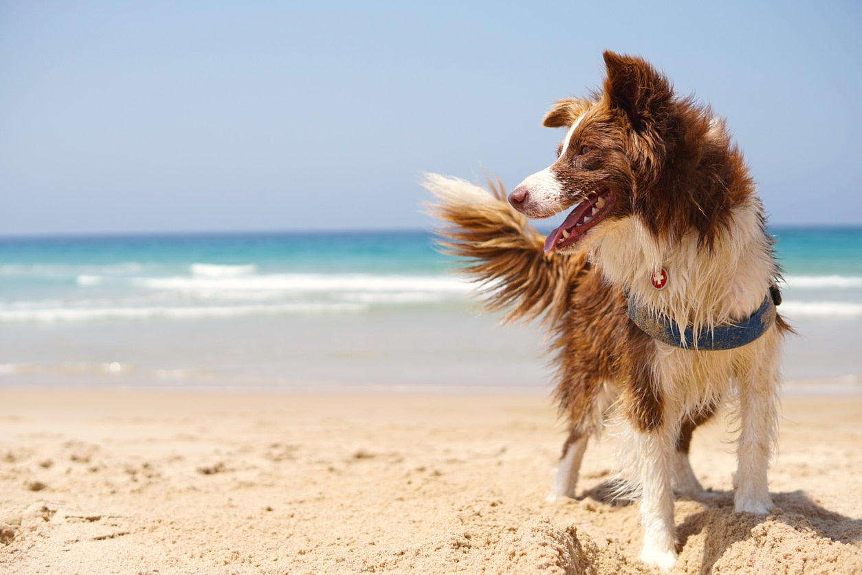 Top 10 Tips for Taking Your Dog to the Beach