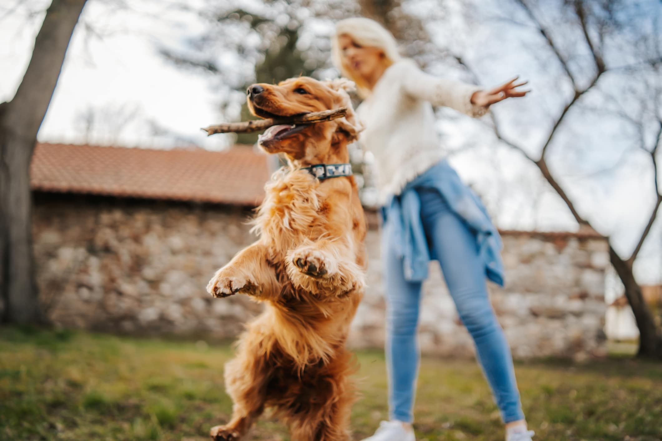 9 Fun Things You Can Do with Your Dog