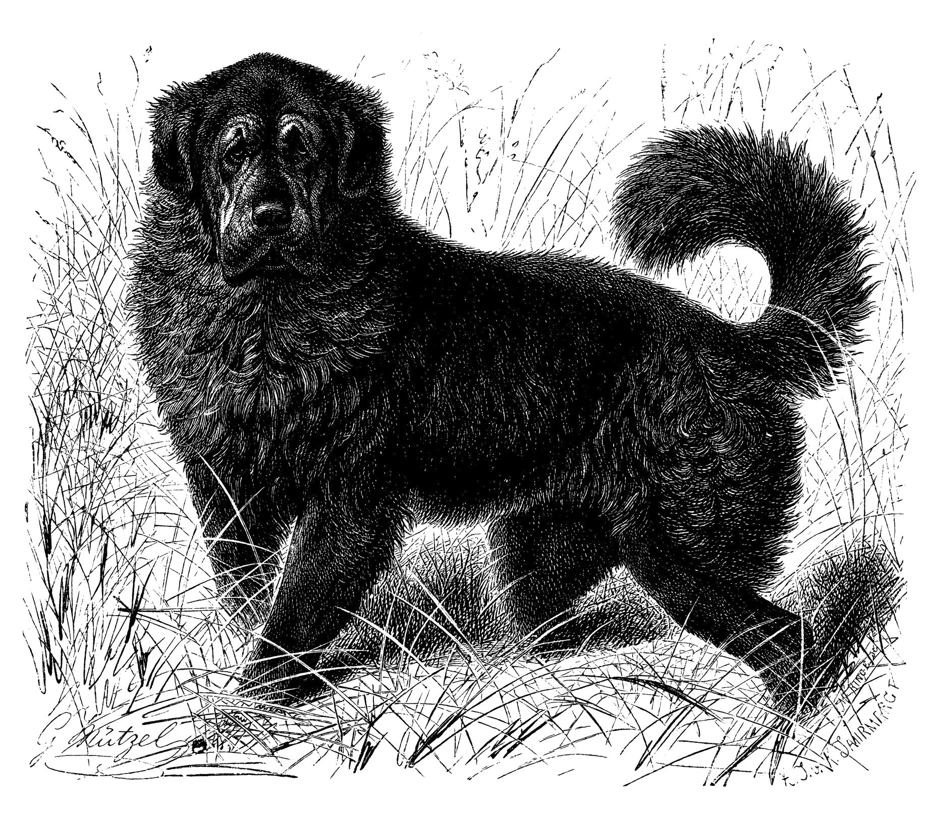 Tibetan Mastiffs Bred with Mountain Wolves to Survive at Super-High Altitudes