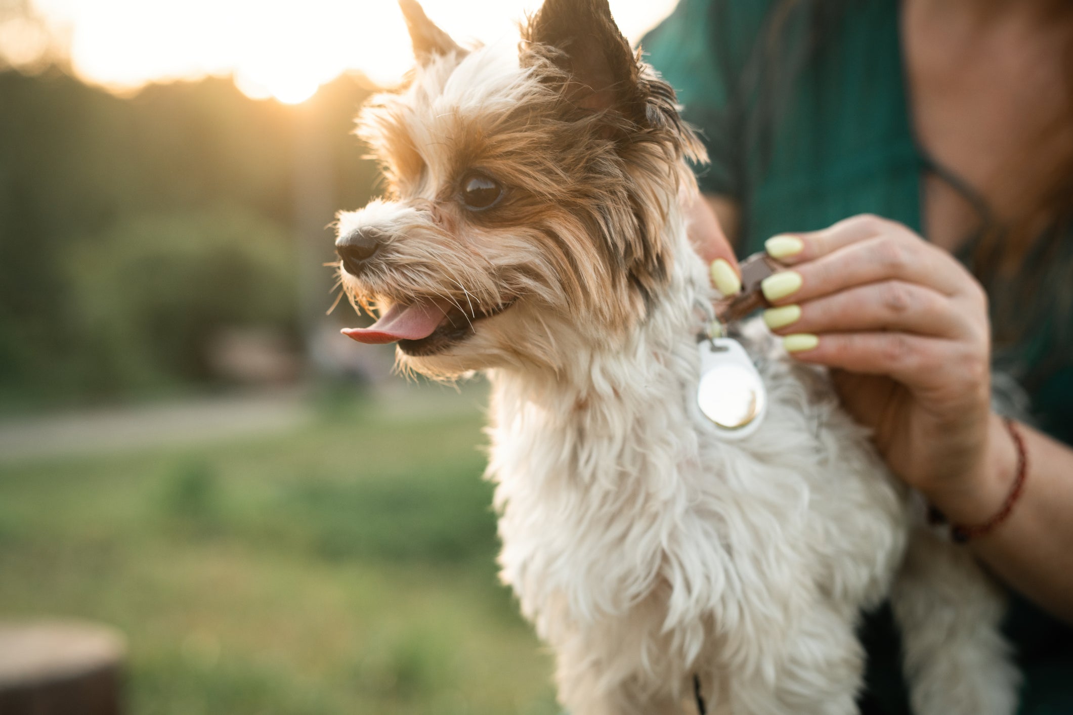 Top Tips to Avoid Losing Your Dog