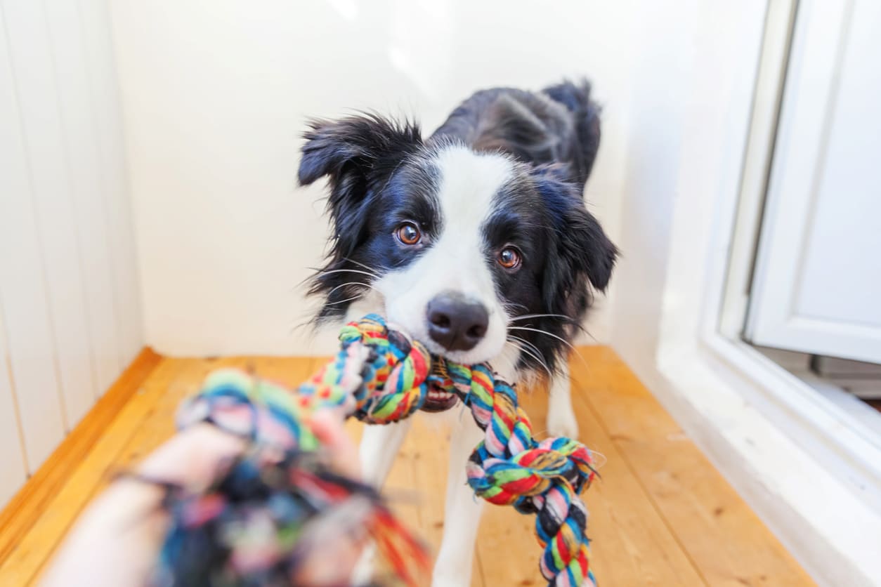 How to Choose the Right Toys for Your Dog