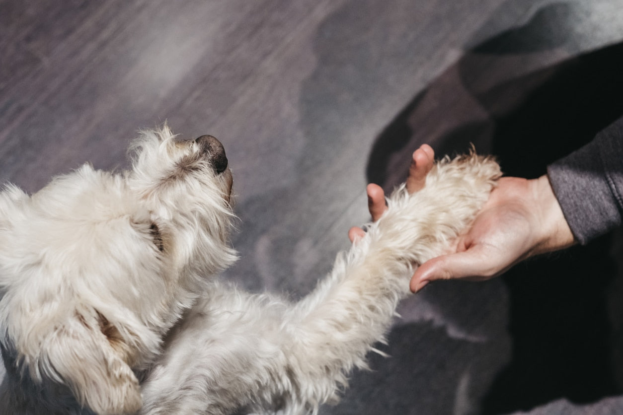 How To Train Your Dog To Become A Therapy Animal