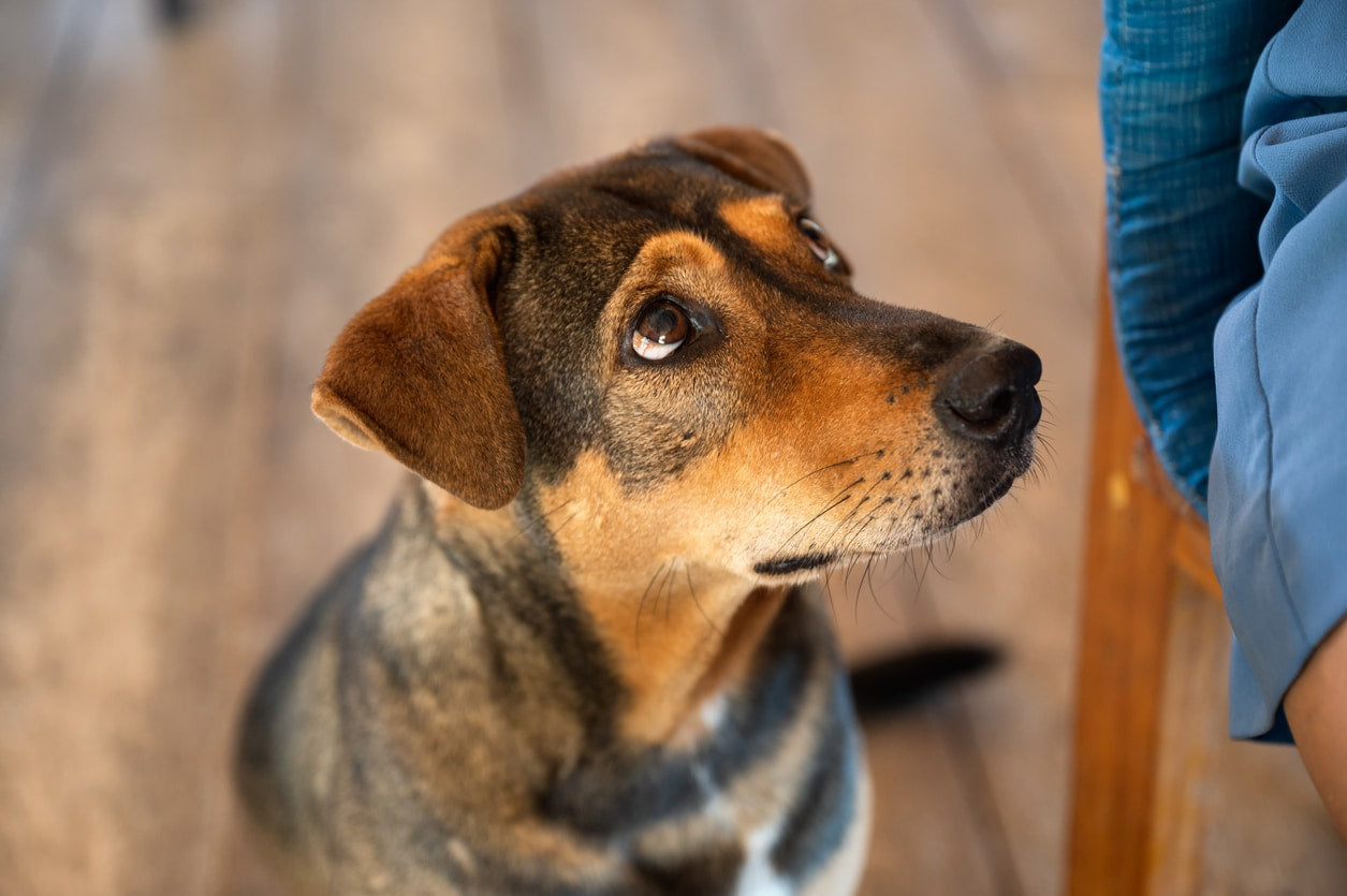 How to Train a Stray Dog