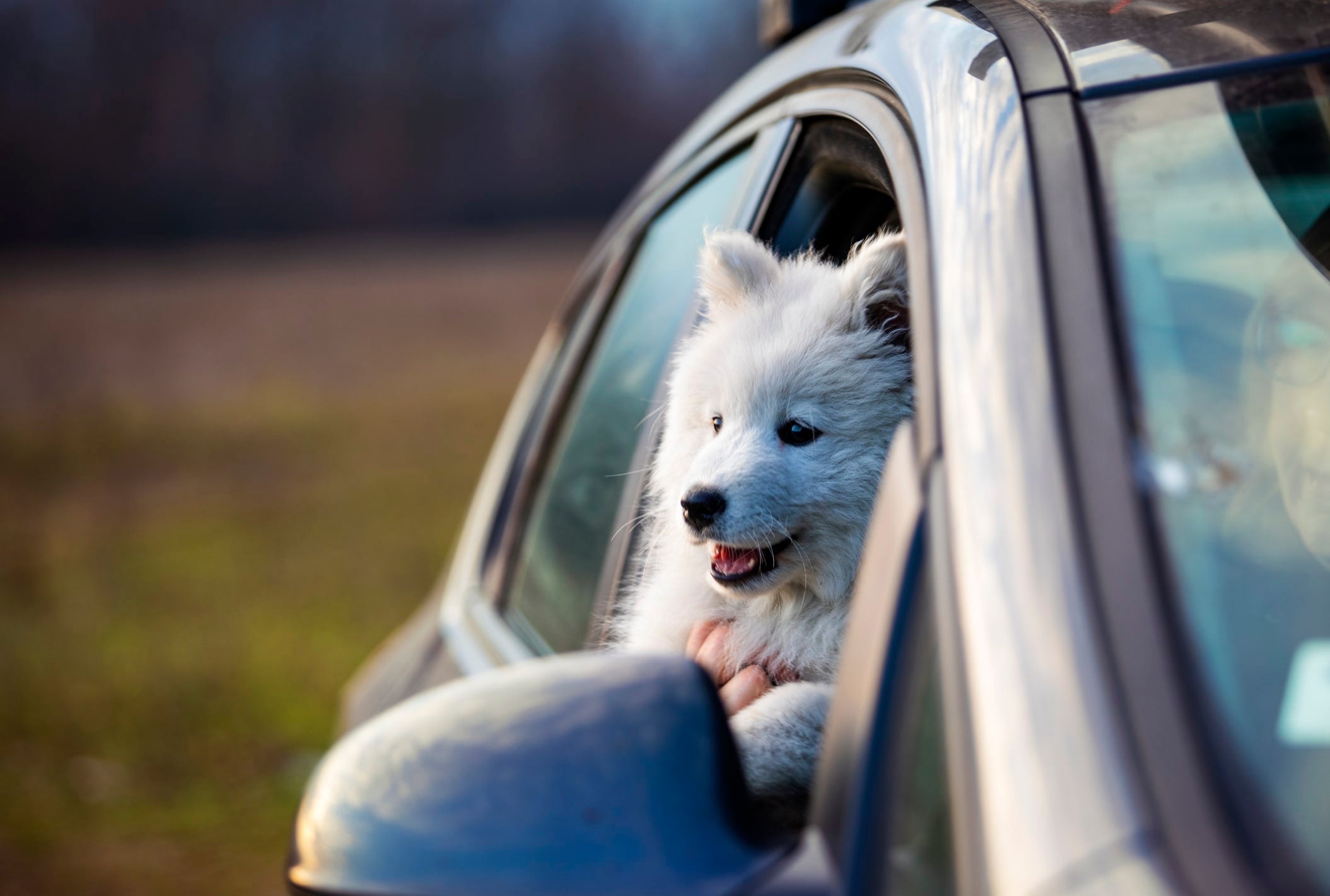 What You Should Know Before Traveling with Pets