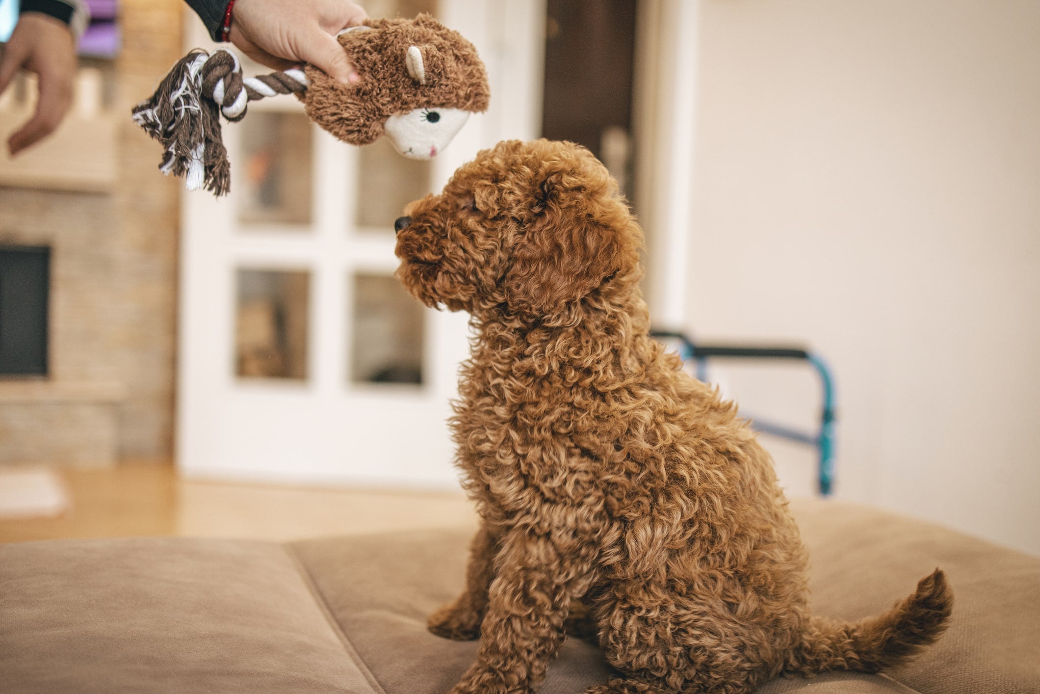 Unique Dog Names and Their Meanings