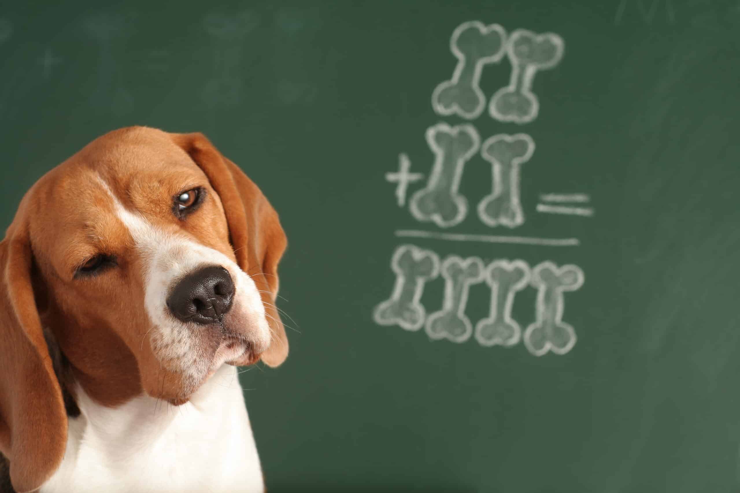 What Do Dogs Think About?