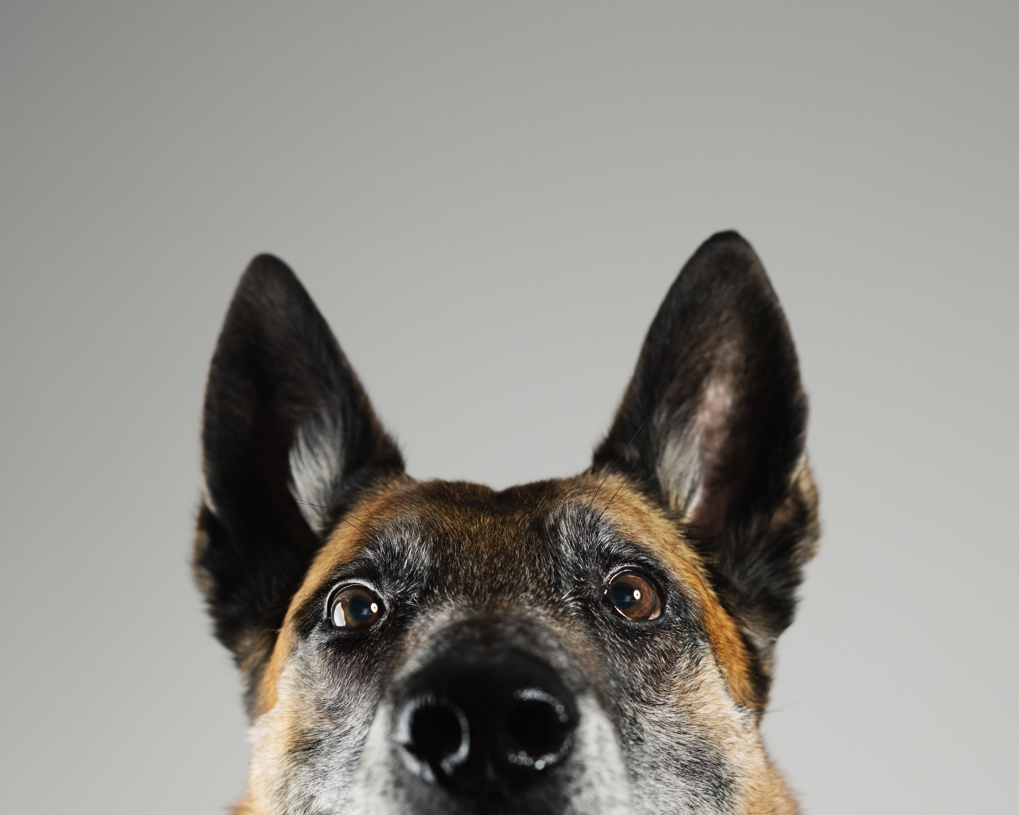 Why Does My Dog Stare at Me?