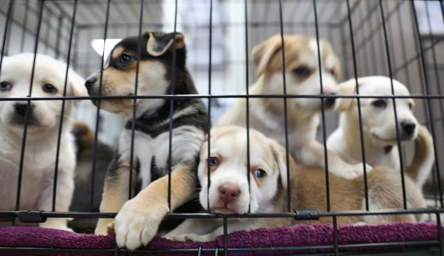 Why You Should Adopt a Pet from an Animal Shelter