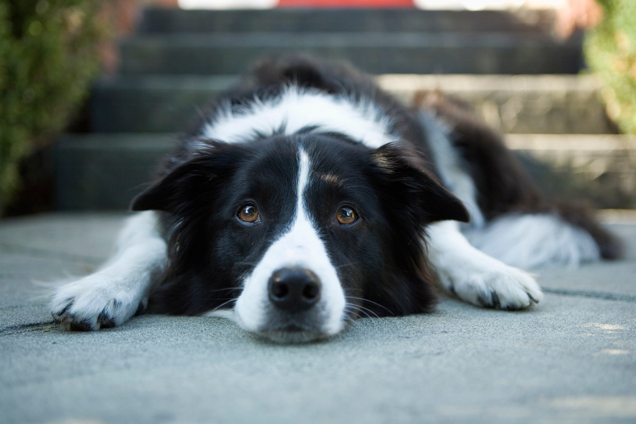 10 Dog Breeds with the Worst Separation Anxiety