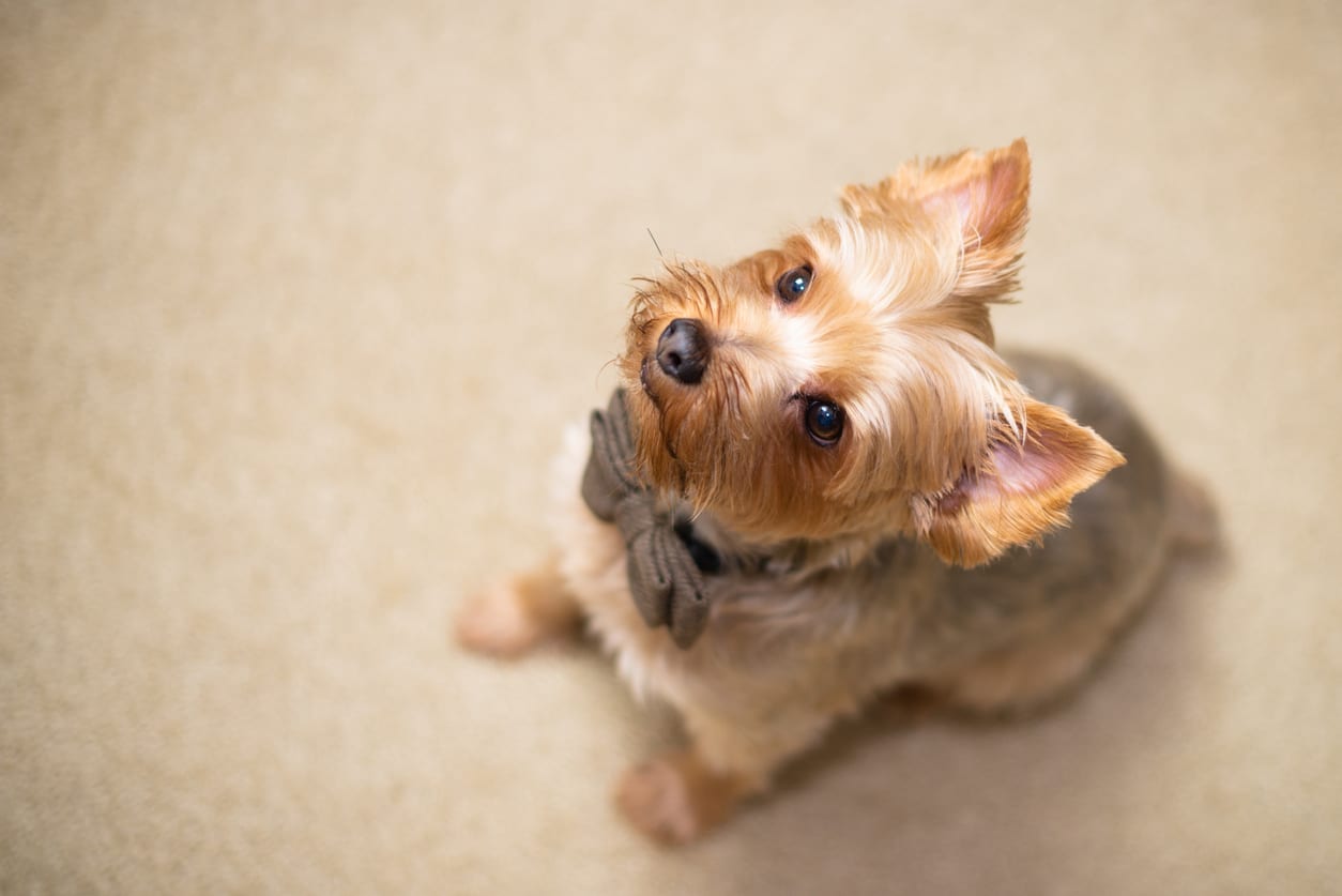 6 Obvious Signs That Your Dog Is Pregnant