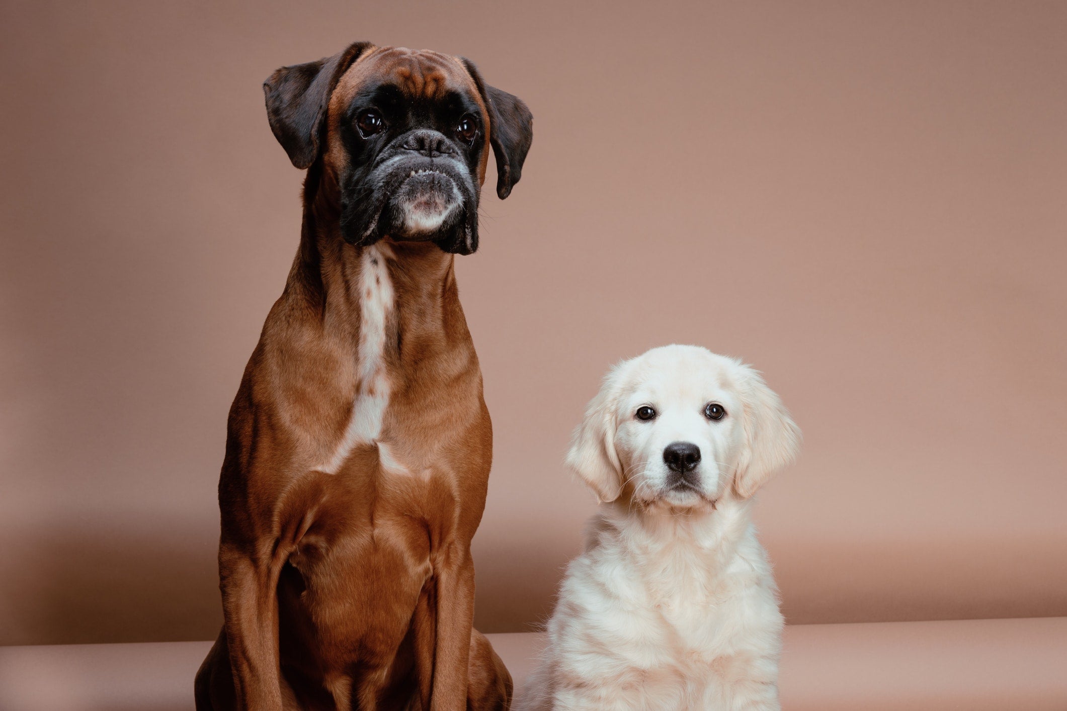 Is Your Dog Overweight? 9 Warning Signs to Look For.