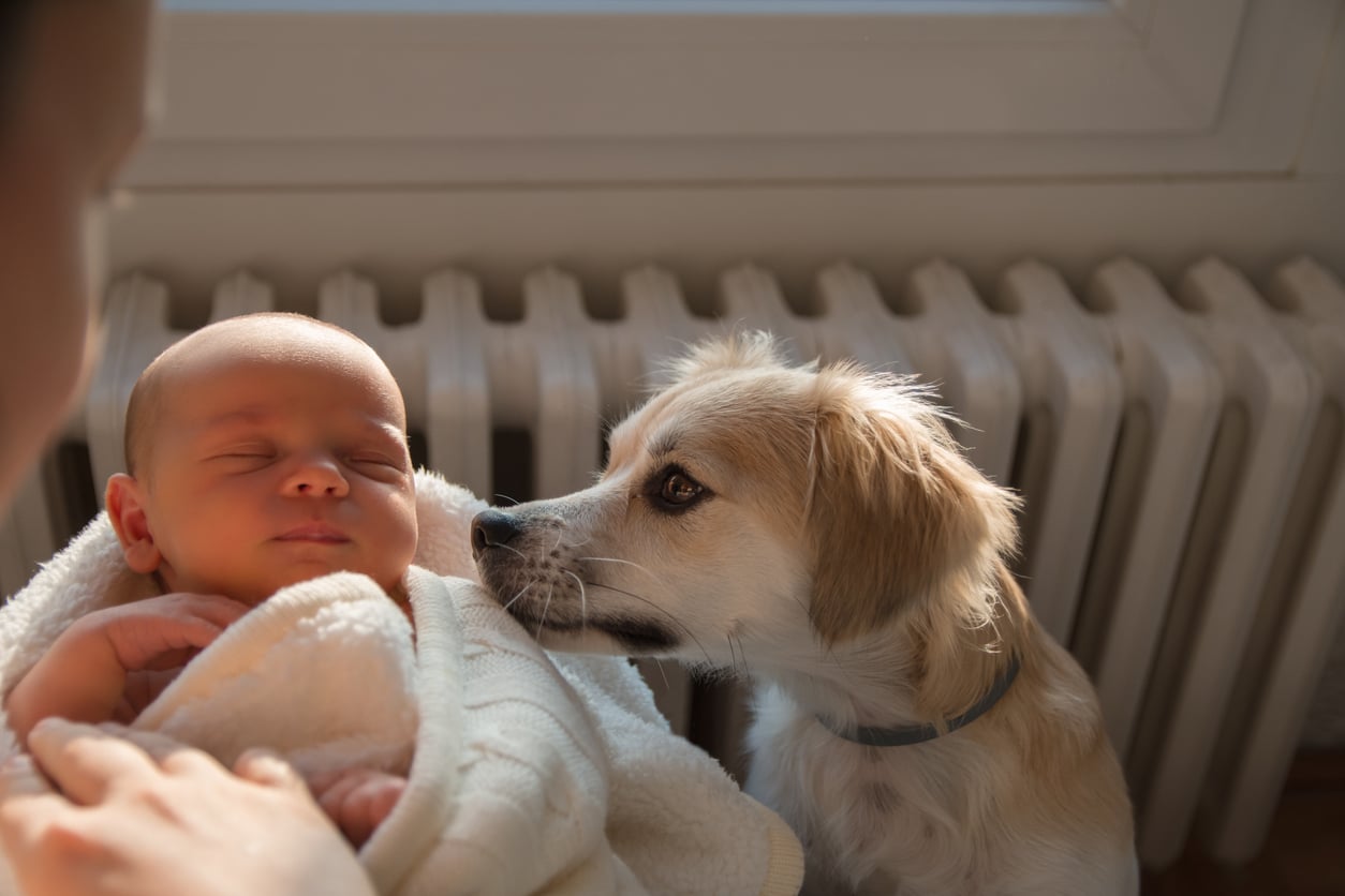 How to Introduce Your Dog to a New Baby