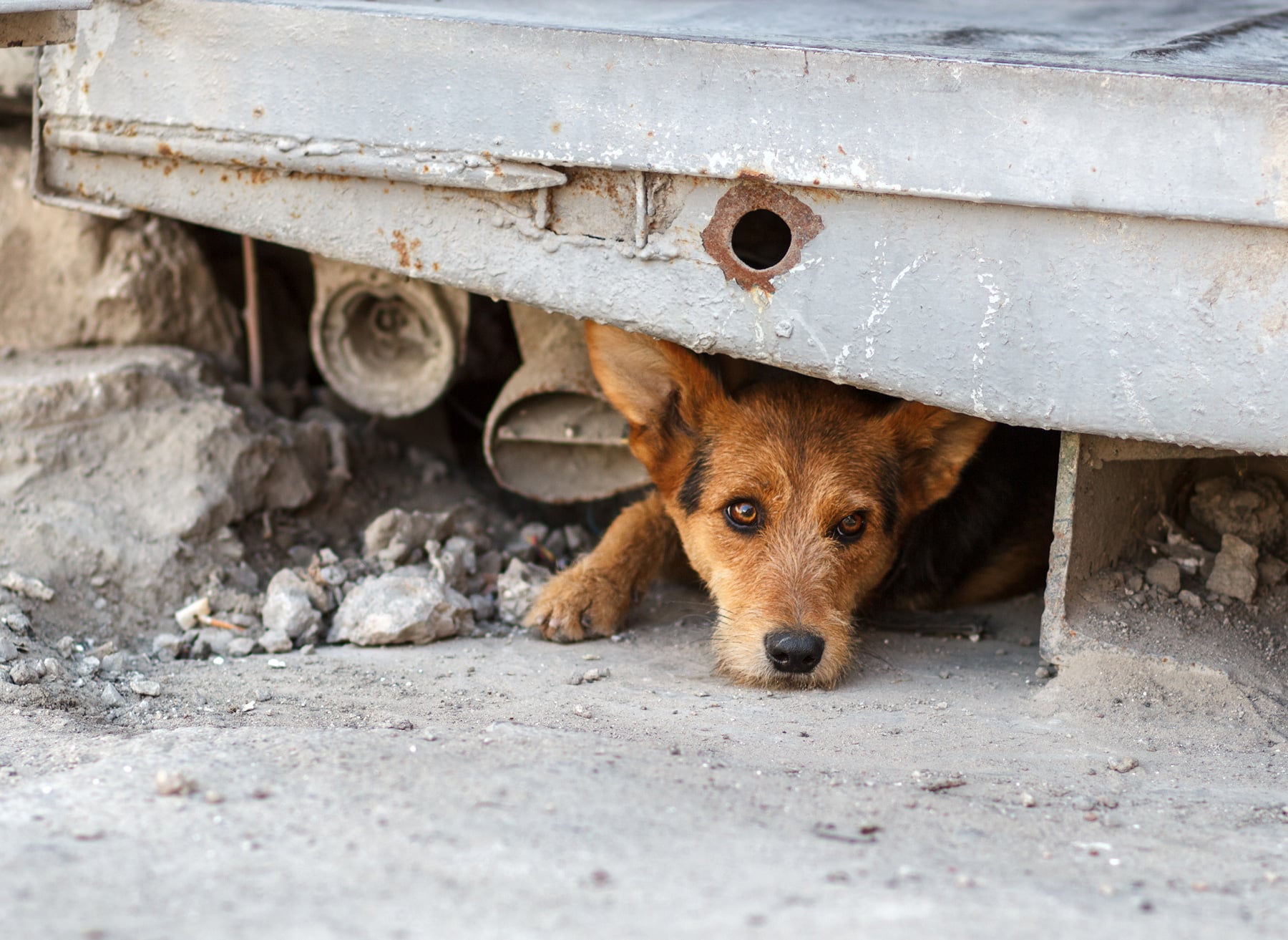 Terrific Ways to Help Homeless Animals